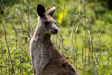 kangaroo in the grass