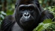 © Zamans - Soulful Stare: A Majestic Portrait of the Silverback Gorilla