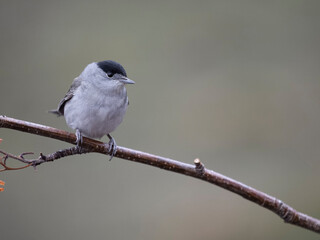 Wall Mural - Blackcap, Sylvia atricapilla