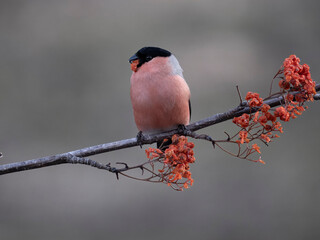 Poster - Bullfinch, Pyrrhula pyrrhula