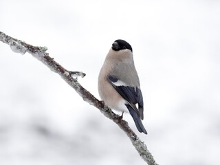 Poster - Bullfinch, Pyrrhula pyrrhula