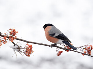 Sticker - Bullfinch, Pyrrhula pyrrhula