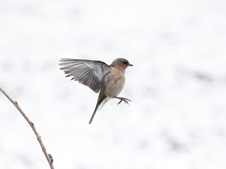 Wall Mural - Chaffinch, Fringilla coelebs