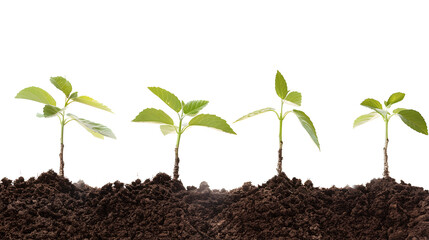 Wall Mural - Small tree saplings with dirt isolated on transaprent background 