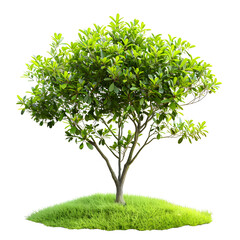 Wall Mural - green tree and plant on white background