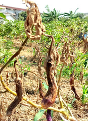 Wall Mural - Close-up. Eggplant on the dried tree. Blurred background.
