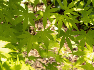 Wall Mural - Green japanese maple branch in the sunny garden