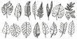 © vadymstock - Tropical leaves depicted in doodle style, featuring hand-drawn black line design elements. Exotic summer botanical illustrations include Monstera leaves, palm, and banana leaf.