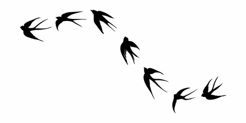 Wall Mural - black silhouette or illustration of a swallow