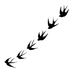 Wall Mural - black silhouette or illustration of a swallow