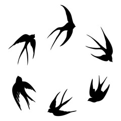 Wall Mural - black silhouette or illustration of a swallow