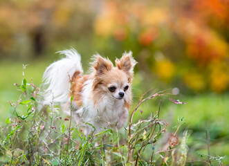 Wall Mural - chihuahua in nature