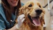 © Seksan - Happy golden retriever being examined by a smiling veterinarian. Dog receiving care, close-up of joy during pet healthcare visit.