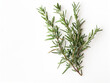 © SiWart - Fresh Rosemary Sprig in Detailed Close-Up, White Background