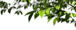 © Krit - Close up green tree leafs branches blur backgrounds cutout on transparent 3d rendering png