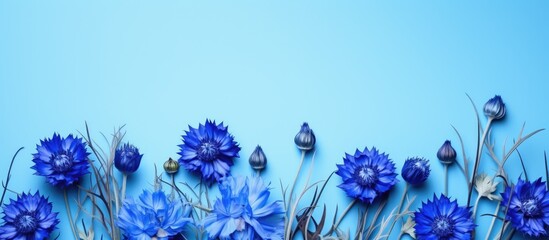 Wall Mural - blue cornflowers on blue paper background. copy space available