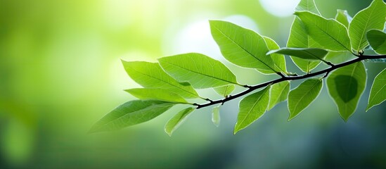 Poster - Closeup nature view of green leaf on blurred greenery background in garden with copy space for text Natural green plants landscape background wallpaper Ecology fresh concept Green leaves frame