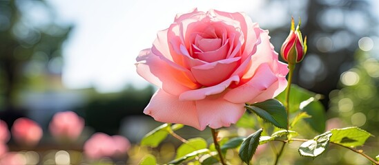 Poster - Rose rosa pink blooming flower in garden as spring summer background with copy space for text floral botanical natural backdrop