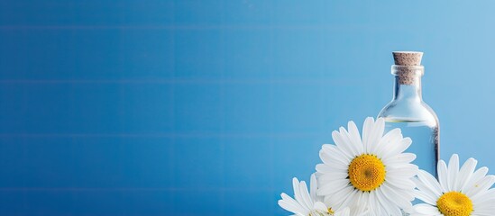 Poster - beautiful white camomile lies and bottle on a blue background. copy space available