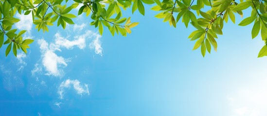 Poster - Abstract summer background with rowan tree leaves frame at sunny day and blue sky copy space