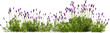© Mathias Weil - lavender blooming plants hq arch viz cutout bush shrub