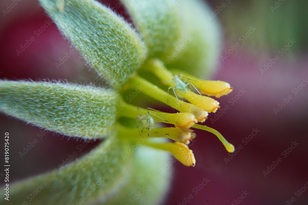 Hybrid Kangaroo Paws are prized for their distinctive flowers and ...