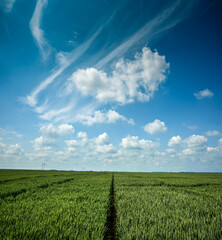 Wall Mural - Green rye in field on a sunny day