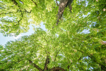 Wall Mural - Observing a tree with lush green leaves under a clear blue sky