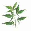 © Cheetose - A photo of Sunn hemp leaf on the branch , super realistic , single object on center , Di-Cut PNG style , isolated on white background