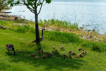 Sticker - Canada Geese And Goslings On The Fox River Shoreline Near De Pere, Wisconsin, In Spring