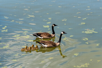 Sticker - Canada Geese And Goslings Swimming On The Fox River Near De Pere, Wisconsin, In Spring