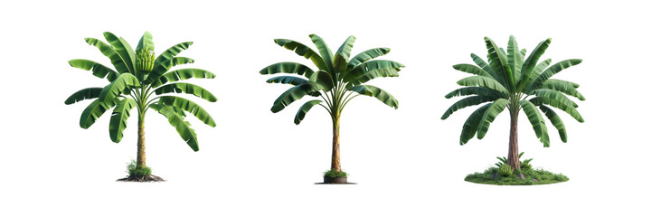 Set of three Tropical green banana tree, isolated over on transparent white background