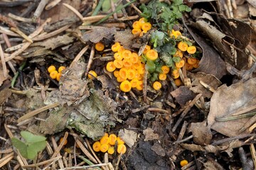 Wall Mural - Orange cup fungus, Thelebolus terrestris, wild mushroom from Finland