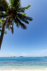 Wall Mural - Palm tree at the beach in Kota Kinabalu