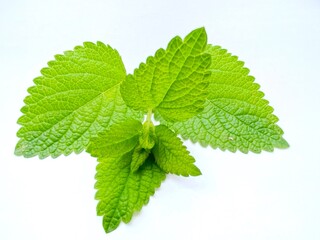 Wall Mural - Isolated green Melissa officinalis or lemon balm on white background 