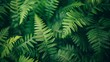 © PinkPearly - Close-up of fern fronds with intricate details, rich green tones, and natural elegance