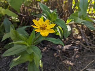 Glorious Yellow Bloom: A stunning yellow flower blooms vibrantly, radiating warmth and beauty. With its petals unfurled like golden rays, this exquisite blossom captivates the eye and uplifts the spir