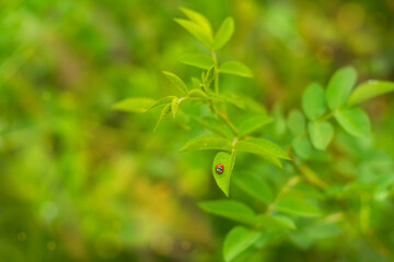 Wall Mural - an atmospheric photo of a summer garden, where a beautiful ladybug sits on a rose bush in sunny weat