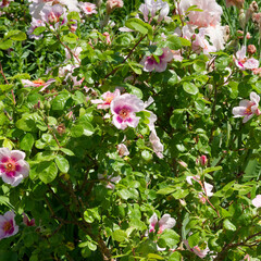 Wall Mural - (Rosa (x) persica Orienta Laila) Rosier à fleurs groupées aux rameaux portant des fleurs en forme de coupe à pétales rose, coeur plus foncé, étamines jaunes dans un feuillage denté vert foncé
