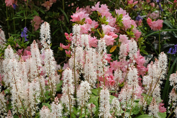 White Tiarella wherryi, Wherry's foam flower, in bloom.