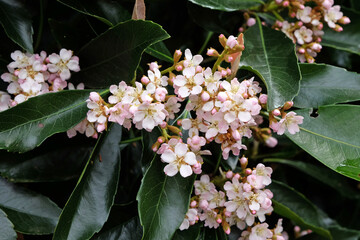 Wall Mural - Dainty pink Eriobotrya Coppertone, also called Coppertone Loquat or Eriobotrya Japonica Coppertone in flower.