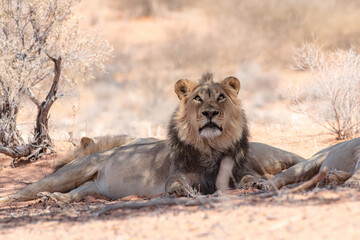 male lion in the shade in kgalagadi
