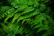 © vetre - Midsummer Day background. Lush Green Ferns