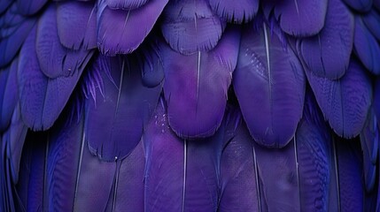 Poster -   A close-up of a purple bird's feathers, with many feathers on the backside