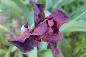 Wall Mural -  floral background, spring flowers, fresh iris flower close up,