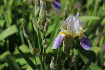 Wall Mural -  floral background, spring flowers, fresh iris flower close up,