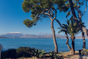 Beautiful view of the sea from the shore overgrown with pine trees. On the opposite shore of the bay you can see mountains