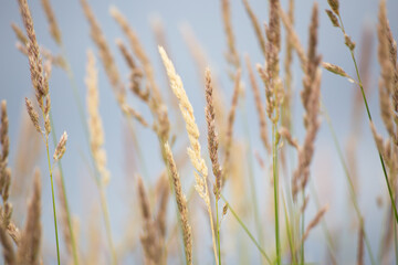 Naklejka na meble blurred group of grass cereals