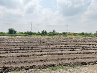 Sticker - field of rice in the countryside