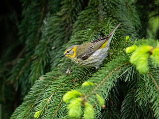 Female Cape May Warbler on spruce tree in Spring